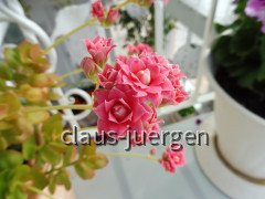 Grünzeug im Haus und Wintergarten