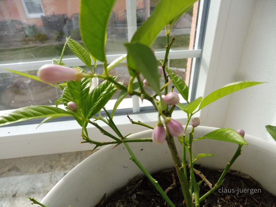 Grünzeug im Haus und Wintergarten