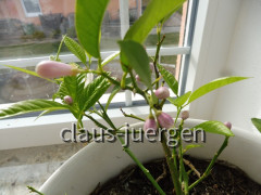 Grünzeug im Haus und Wintergarten