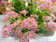 Grünzeugs