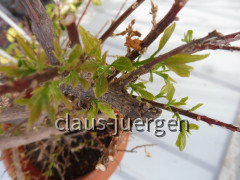Grünzeugs