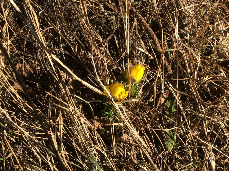 Eichkogel Frühblüher