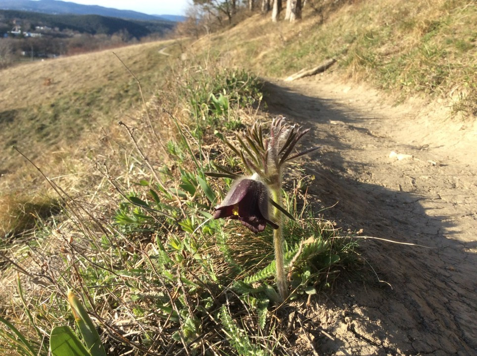 Eichkogel Frühblüher