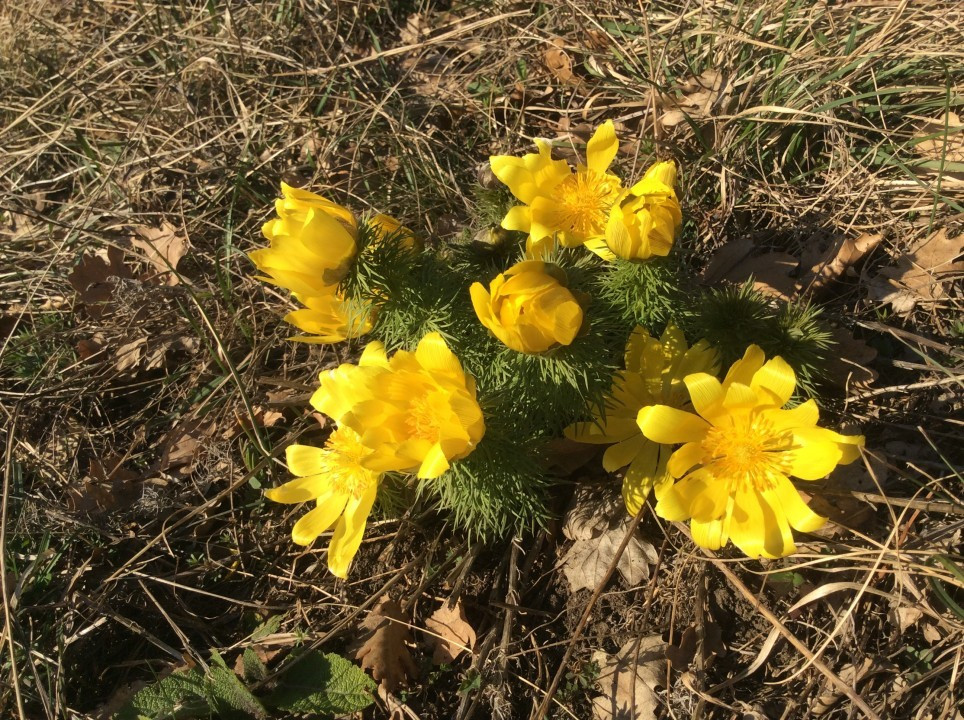 Eichkogel Frühblüher