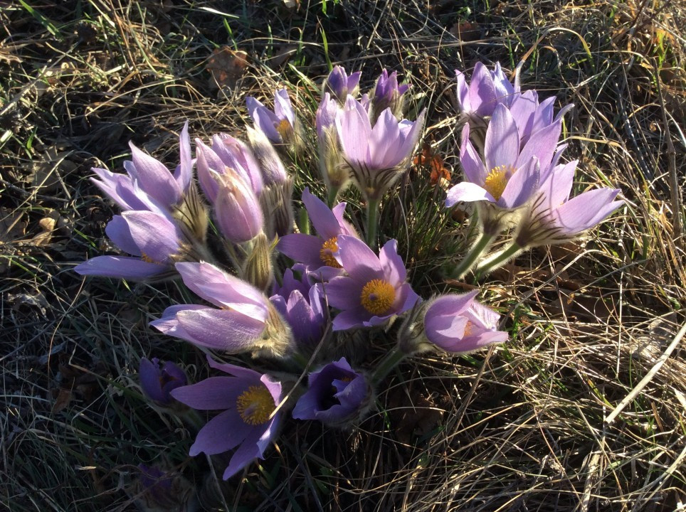 Eichkogel Frühblüher