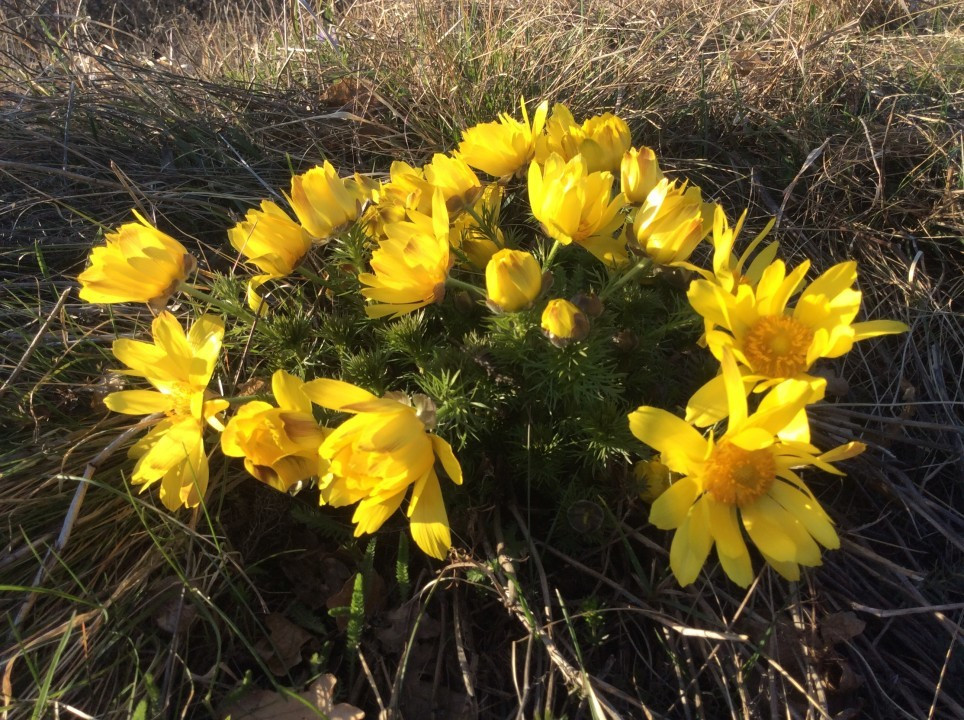 Eichkogel Frühblüher
