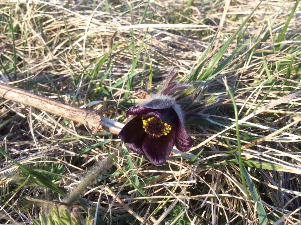 Eichkogel Frühblüher