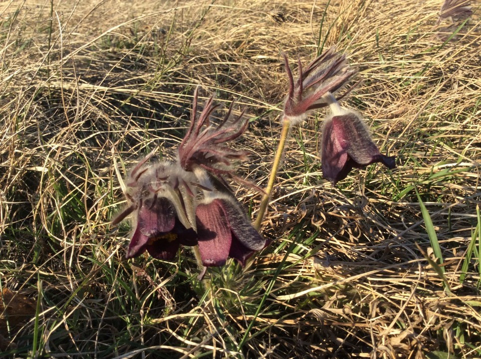 Eichkogel Frühblüher