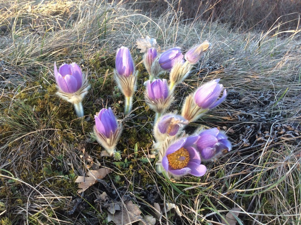 Eichkogel Frühblüher