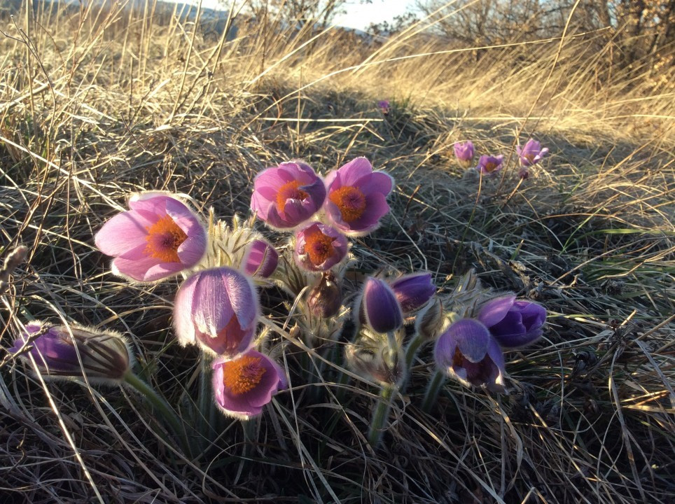 Eichkogel Frühblüher