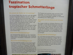 Schmetterlinge