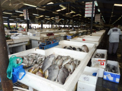 Dubai Deira Fish Market