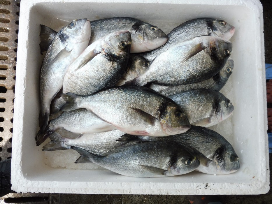 Dubai Deira Fish Market