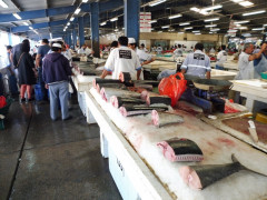 Dubai Deira Fish Market