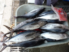 Dubai Deira Fish Market