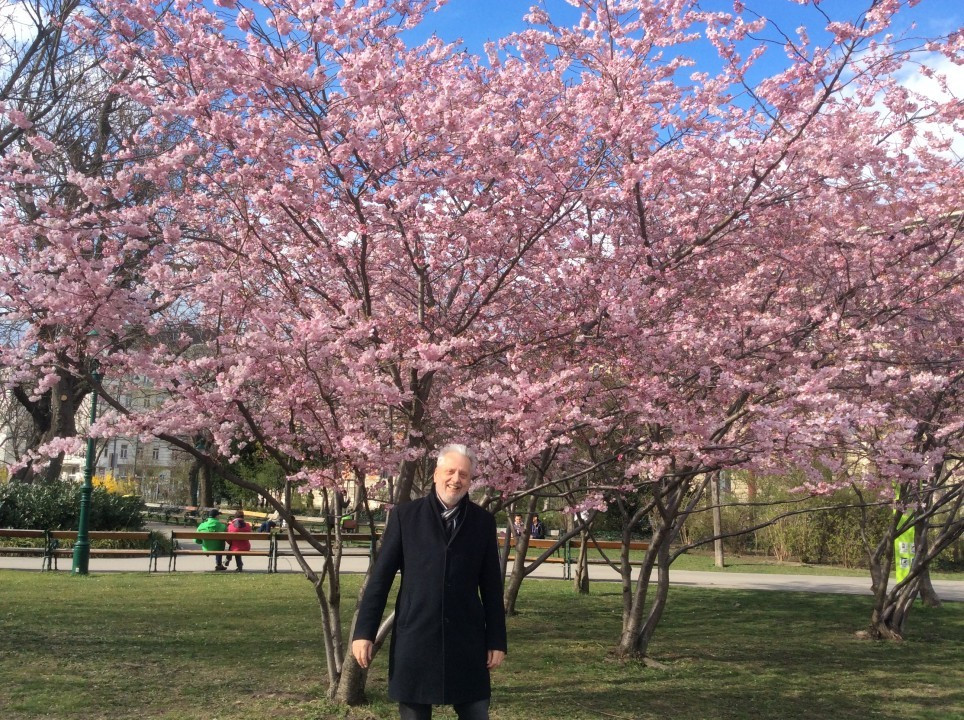 Kirschblüte in Wien