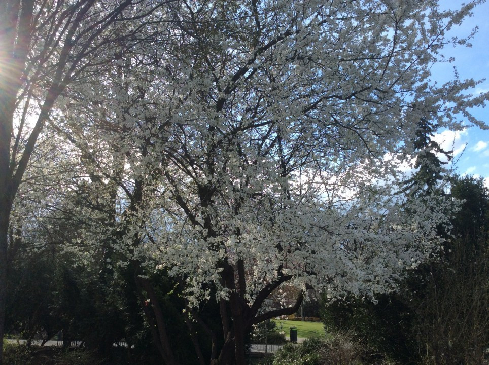 Kirschblüte in Wien