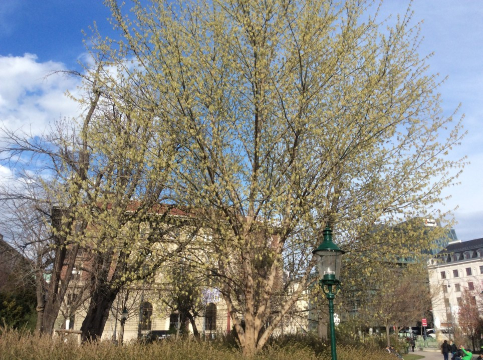 Kirschblüte in Wien