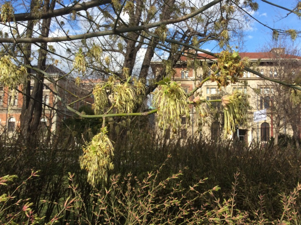 Kirschblüte in Wien