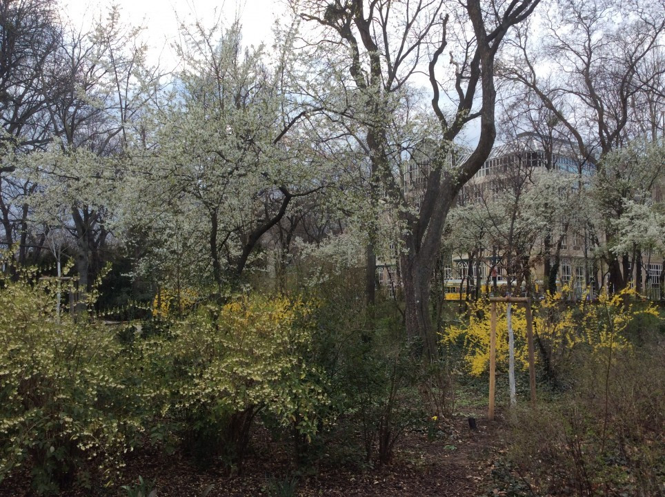 Kirschblüte in Wien