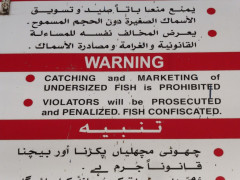 Dubai Deira Fish Market