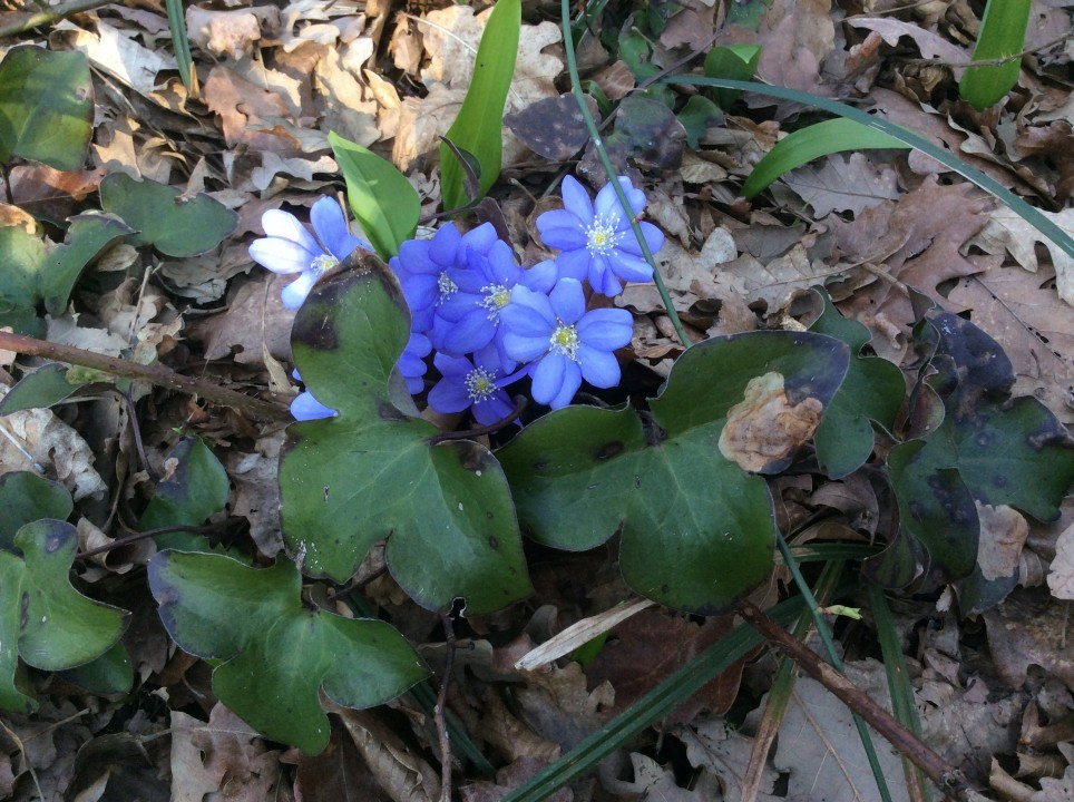 Leberblümchen