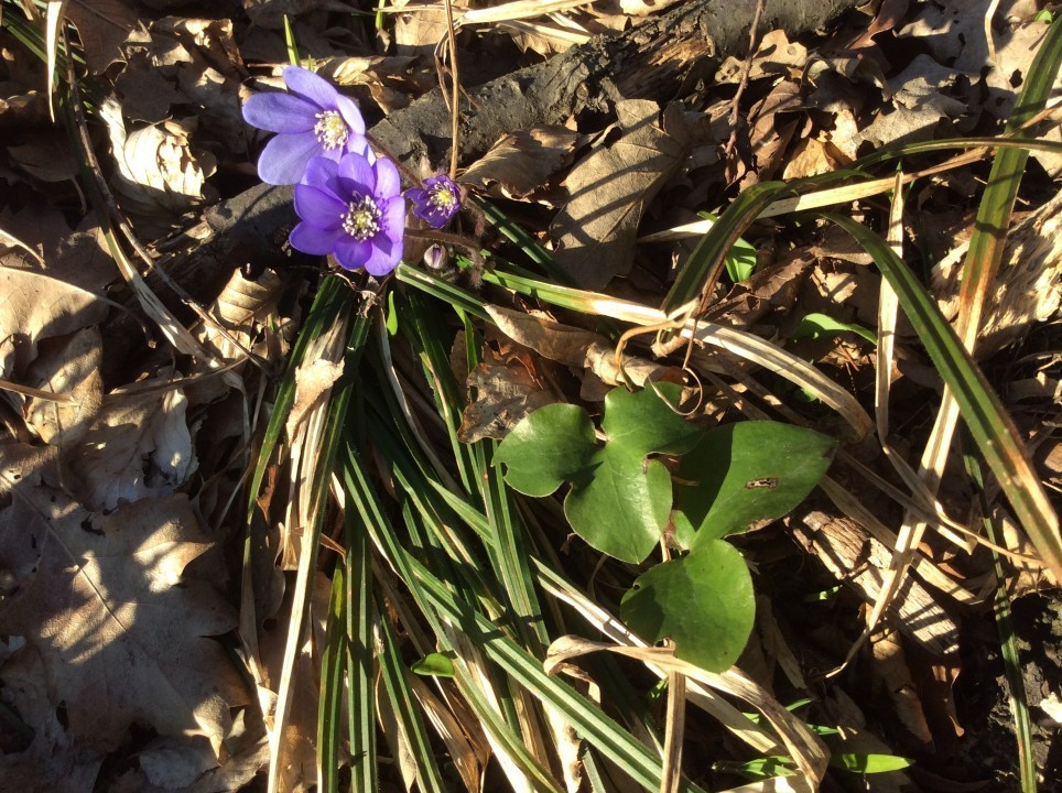 Leberblümchen