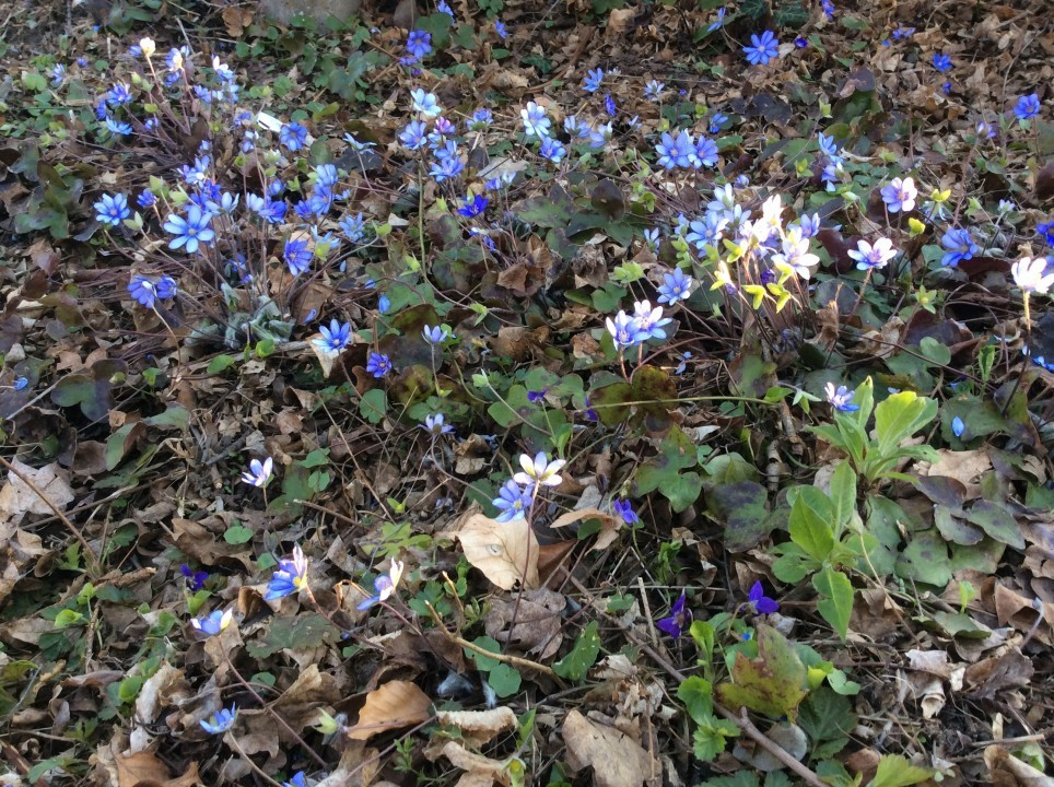 Leberblümchen