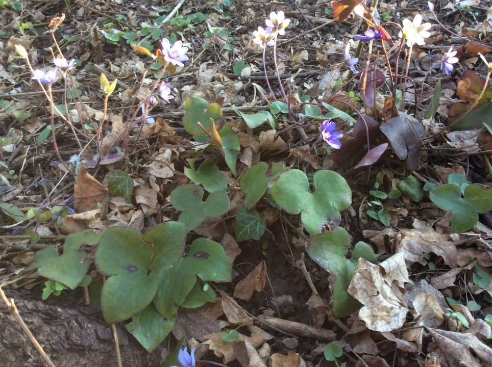 Leberblümchen