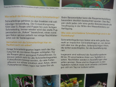 Schmetterlinge