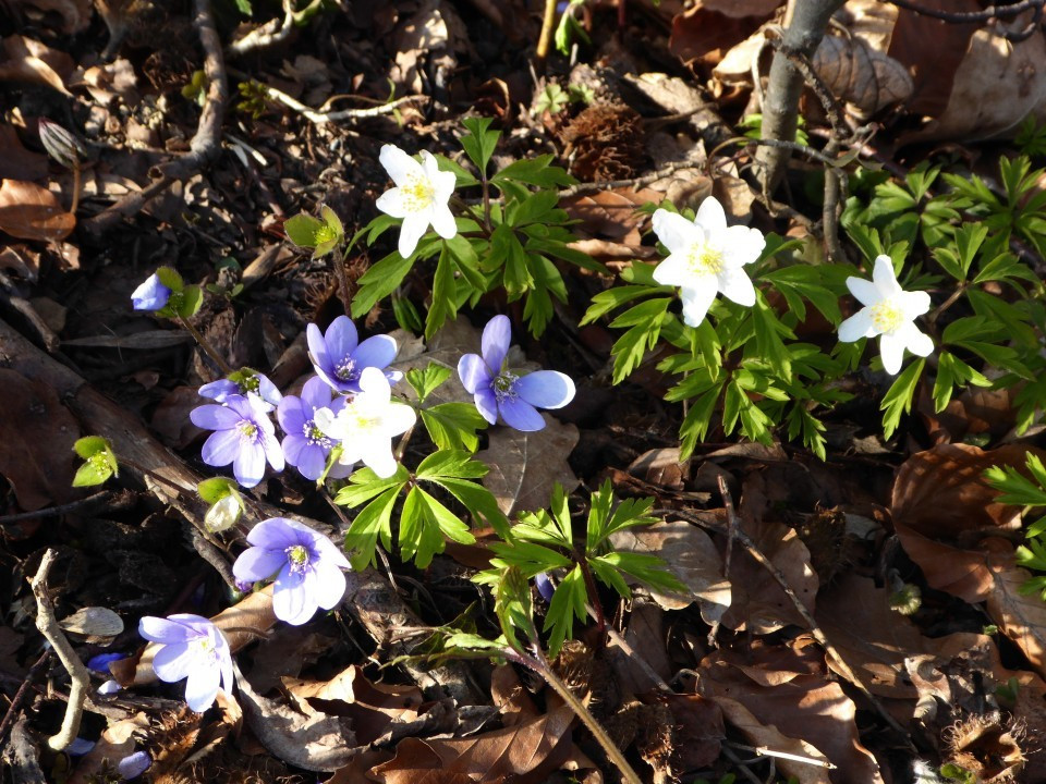 Frühling am Irschenberg 23.3.19