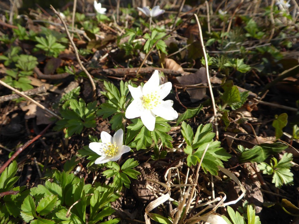 Frühling am Irschenberg 23.3.19