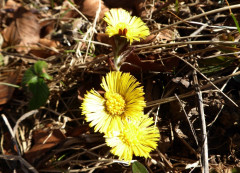 Frühling am Irschenberg 23.3.19