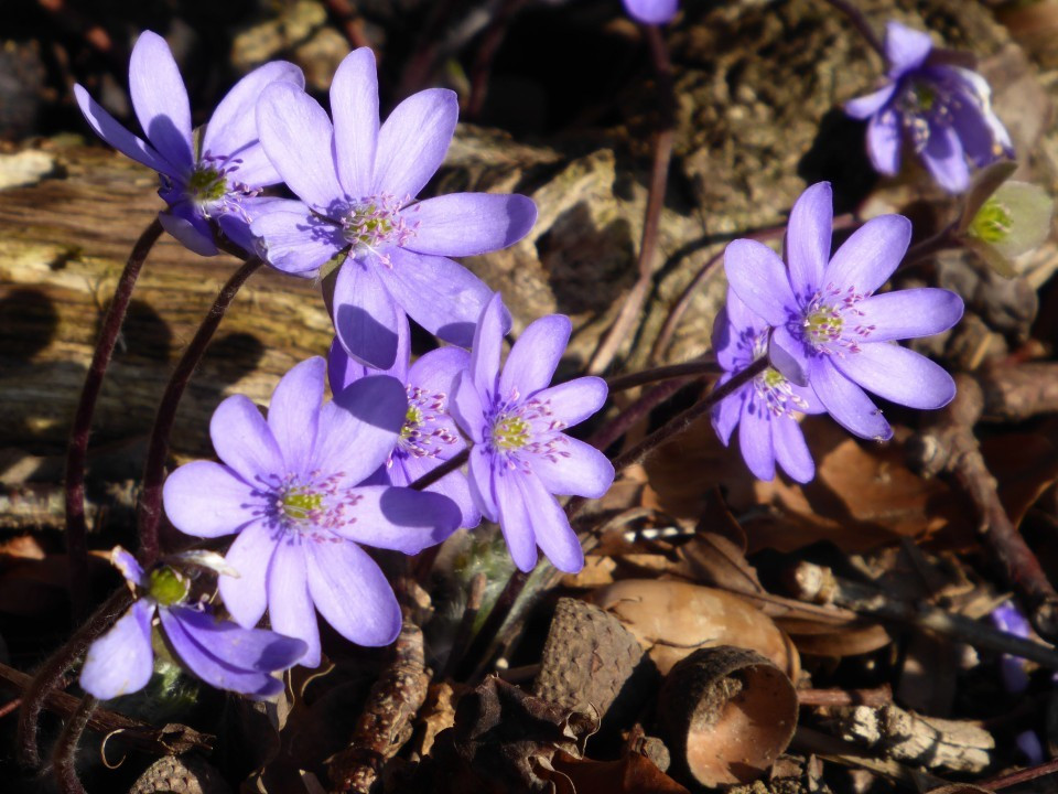Frühling am Irschenberg 23.3.19