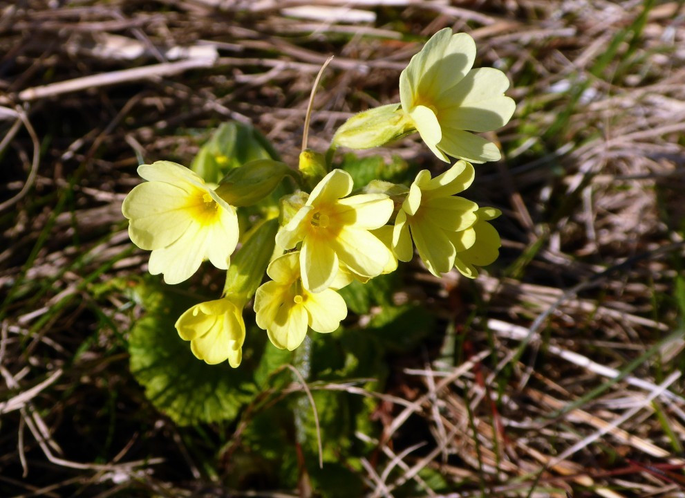 Frühling am Irschenberg 23.3.19
