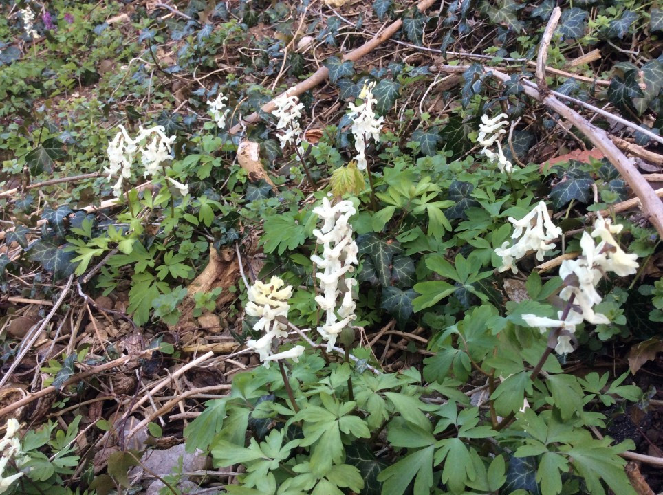 Hohler Lerchensporn