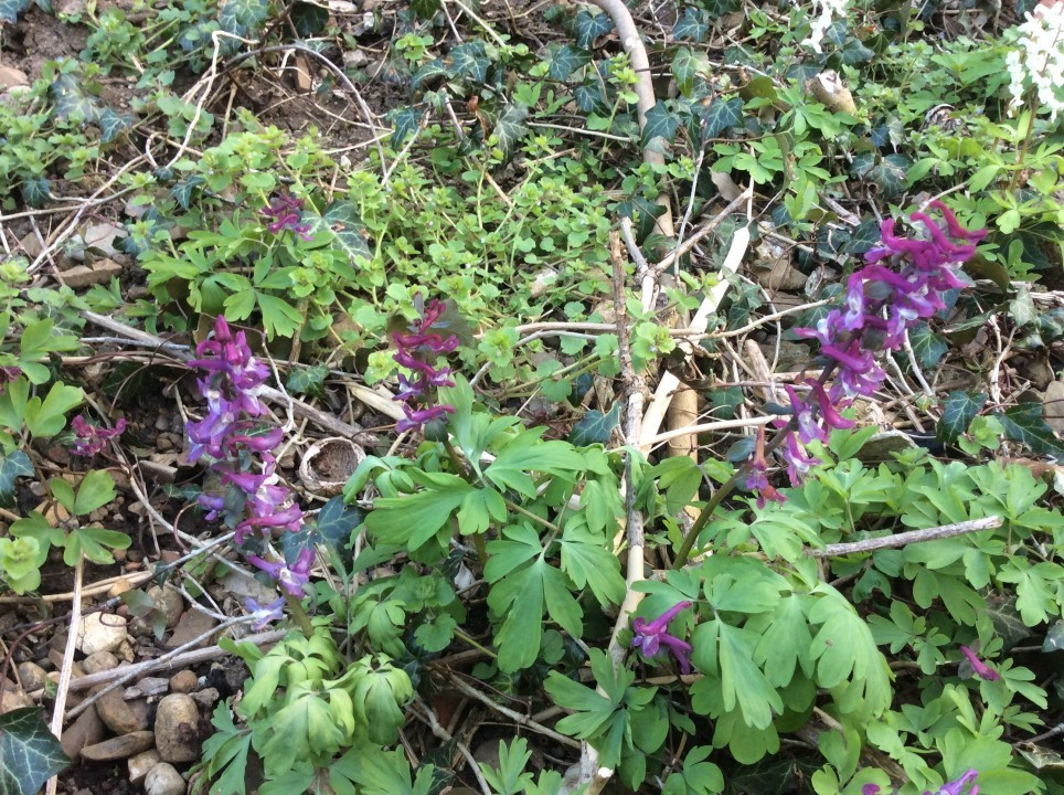 Hohler Lerchensporn