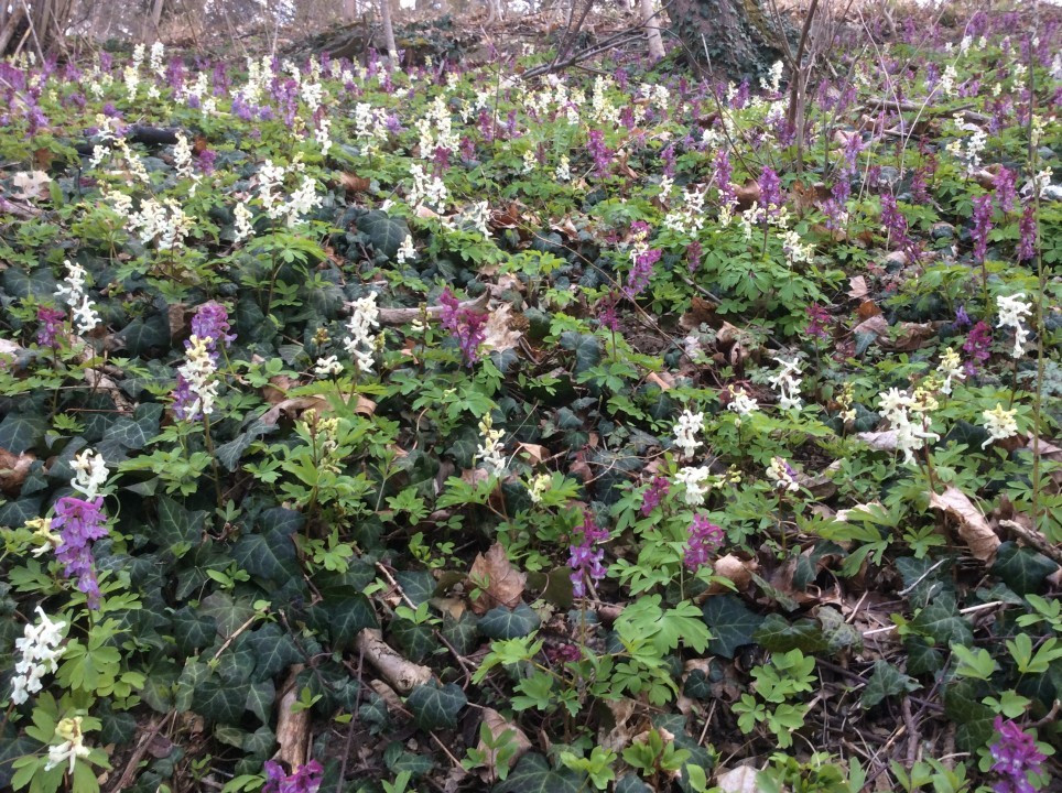 Hohler Lerchensporn