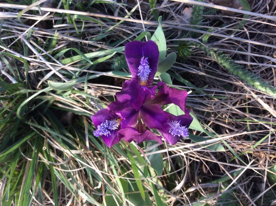 Iris pumila