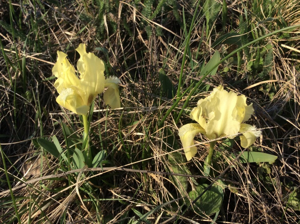 Iris pumila
