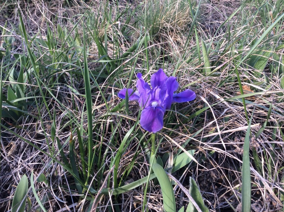 Iris pumila