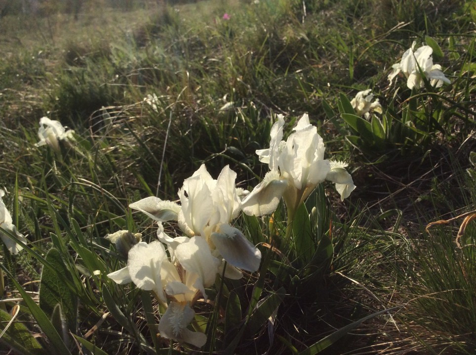 Iris pumila