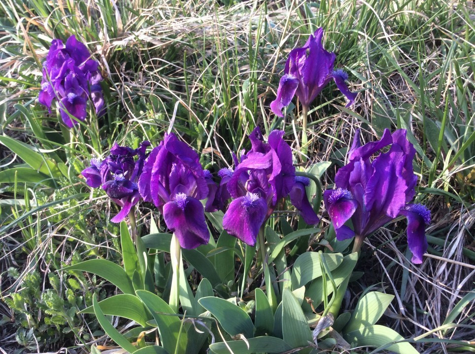 Iris pumila