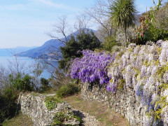 Cannero Carmine