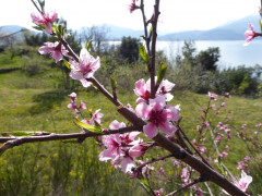 Cannero Carmine