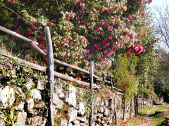 Cannero Carmine