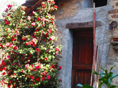 Cannero Carmine