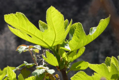 Cannero Carmine