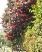 Cannero Carmine 2019