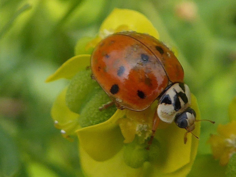 Marienkäfer